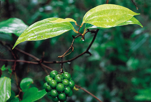 Smilax zeylanica